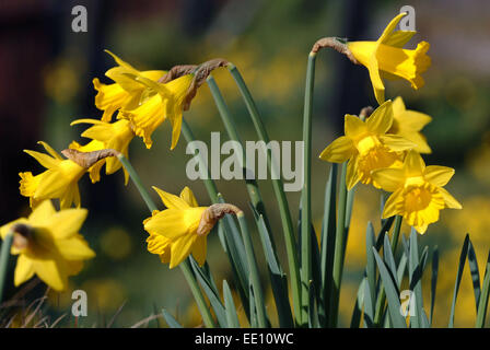 Giunchiglie in crescita nel cimitero di Blaenwaun Battista Cappella, West Wales. Foto Stock