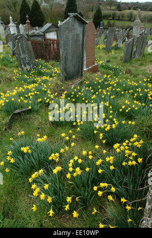 Giunchiglie in crescita nel cimitero di Blaenwaun Battista Cappella, West Wales. Foto Stock