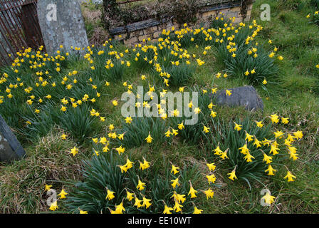 Giunchiglie in crescita nel cimitero di Blaenwaun Battista Cappella, West Wales. Foto Stock