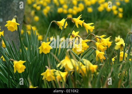 Giunchiglie in crescita nel cimitero di Blaenwaun Battista Cappella, West Wales. Foto Stock