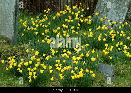 Giunchiglie in crescita nel cimitero di Blaenwaun Battista Cappella, West Wales. Foto Stock