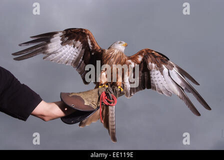 Falconer Jonathan Marshall con un aquilone rosso. Foto Stock