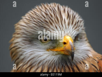 Falconer Jonathan Marshall con un aquilone rosso. Foto Stock