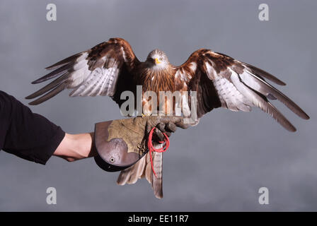 Falconer Jonathan Marshall con un aquilone rosso. Foto Stock