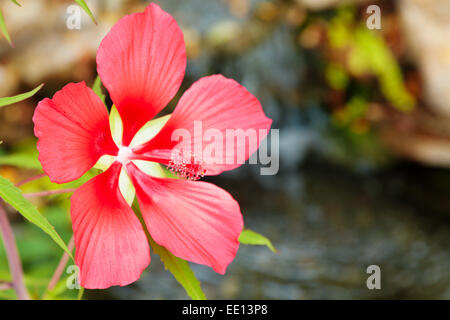 Scarlet rose fiori malva Foto Stock