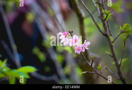 Fiore di Ciliegio o fiori di sakura sul Doi Angkhang mountain Chiang Mai Thailandia Foto Stock