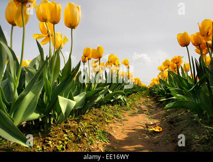 Righe di tulipani freschi sul campo in Mount Vernon, nello stato di Washington, durante l'annuale festival del tulipano Foto Stock