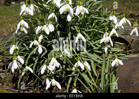 Frühlingsboten, blühende Schneeglöckchen, Galanthus nivalis Foto Stock