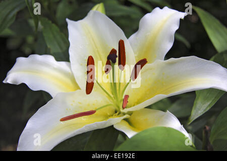 Weisse Königslilie, Lilium Regale, giglio bianco, fiore, bloom, royal lily, cilium regale, botanica, closeup, dettaglio, natura, vegetali, Foto Stock