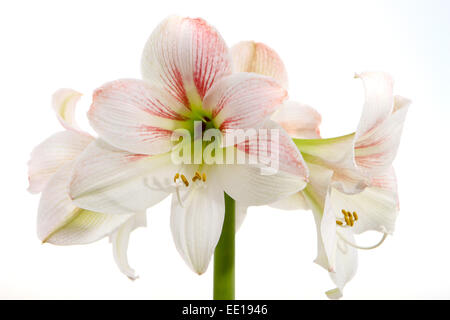 Weisse Amaryllis, Ritterstern (Hippeastrum) Foto Stock