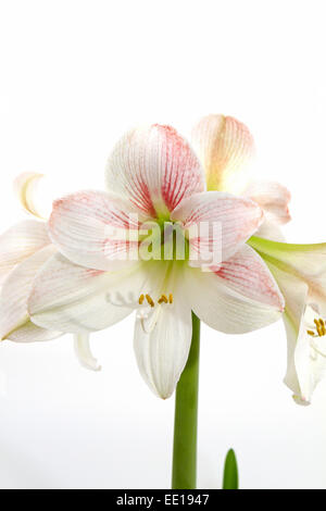 Weisse Amaryllis, Ritterstern (Hippeastrum) Foto Stock