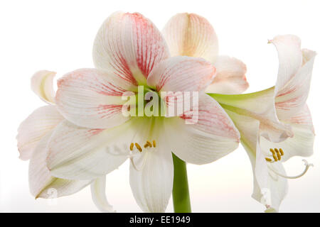 Weisse Amaryllis, Ritterstern (Hippeastrum) Foto Stock