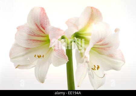 Weisse Amaryllis, Ritterstern (Hippeastrum) Foto Stock