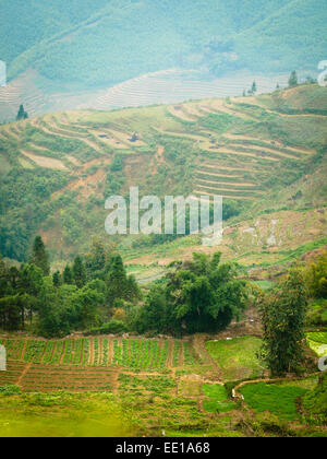 Una vista di campi e risaie a terrazze appena fuori di Sapa, Vietnam. Foto Stock