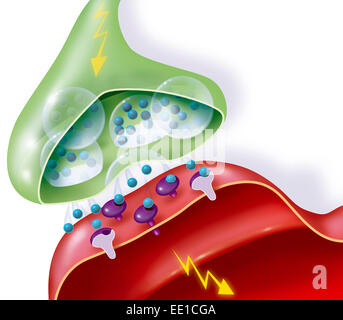 SINAPSI Foto Stock