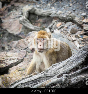 Barbary macaque (Macaca sylvanus). Il tema degli animali. Foto Stock