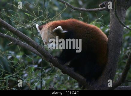 Asian panda rosso (Ailurus fulgens) in una struttura ad albero. a.k.a. Panda minore o gatto rosso-orso. Foto Stock