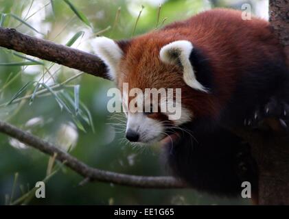 Close-up di un asiatico rosso o panda minore (Ailurus fulgens) in una struttura ad albero, visto di profilo Foto Stock