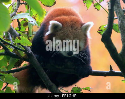 Asian panda rosso (Ailurus fulgens) in una struttura ad albero. a.k.a. Panda minore o gatto rosso-orso. Foto Stock