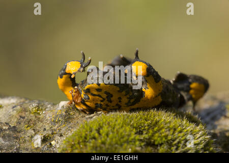 Ululone dal ventre giallo (Bombina variegata) adulto, in posizione difensiva, Bulgaria, Luglio Foto Stock