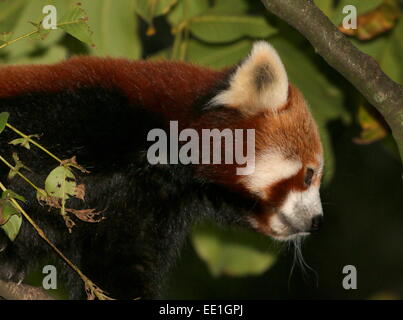 Asian panda rosso (Ailurus fulgens) in un albero di notte. a.k.a. Panda minore o gatto rosso-orso. Foto Stock