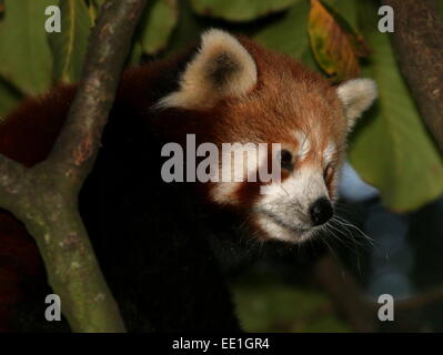 Close-up di un asiatico panda rosso (Ailurus fulgens) in una struttura ad albero al tramonto. a.k.a. Panda minore o gatto rosso-orso. Foto Stock