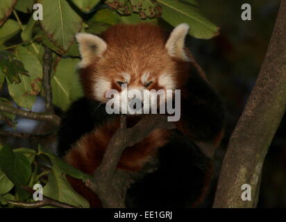 Asian panda rosso (Ailurus fulgens) in un albero di notte. Foto Stock