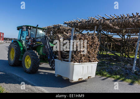 Stock di merluzzo bianco, split e l'essiccazione su un enorme rack, in norvegese di villaggio di pescatori di Reina, Isole Lofoten in Norvegia e Scandinavia Foto Stock