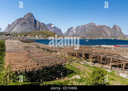 Stock di merluzzo bianco, split e l'essiccazione su un enorme rack, in norvegese di villaggio di pescatori di Reina, Isole Lofoten in Norvegia e Scandinavia Foto Stock