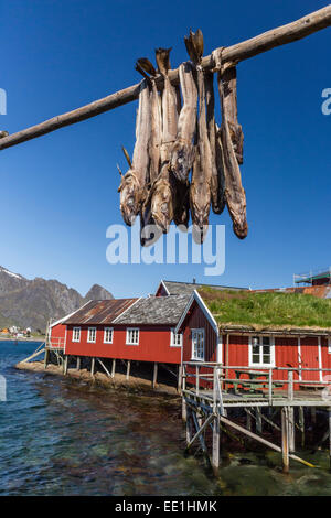 Stock di merluzzo bianco, split e l'essiccazione su un enorme rack, in norvegese di villaggio di pescatori di Reina, Isole Lofoten in Norvegia e Scandinavia Foto Stock