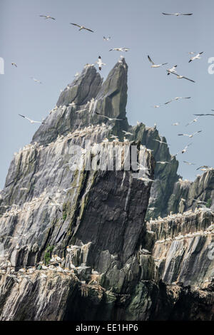 Northern gannet colonia nidificazione sull isola di Little Skellig Michael, nella contea di Kerry, Munster, Mare d'Irlanda, Repubblica di Irlanda Foto Stock