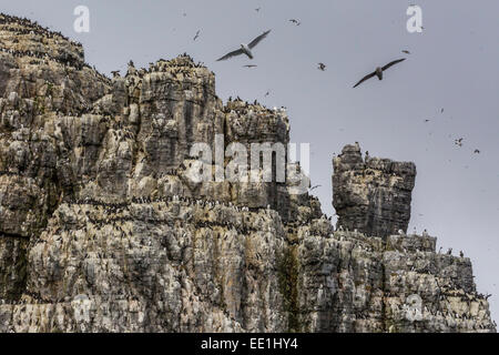 Ripide scogliere riempito di uccelli nidificanti sul lato sud di Bjornoya, Isola di Bear, Svalbard artico, Norvegia, Scandinavia, Europa Foto Stock