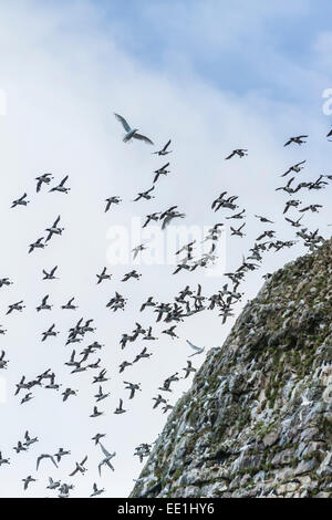 Ripide scogliere riempito di uccelli nidificanti sul lato sud di Bjornoya, Isola di Bear, Svalbard artico, Norvegia, Scandinavia, Europa Foto Stock