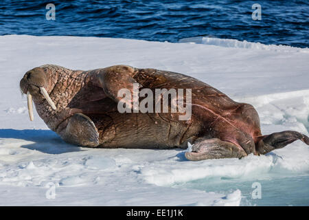 Adulto bull Atlantic tricheco (Odobenus rosmarus rosmarus) laminazione sulla sua schiena su ghiaccio in Storfjorden, Svalbard artico, Norvegia Foto Stock