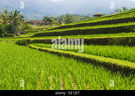 Terrazze di riso, Jatiluwih, Sito Patrimonio Mondiale dell'UNESCO, Bali, Indonesia, Asia sud-orientale, Asia Foto Stock