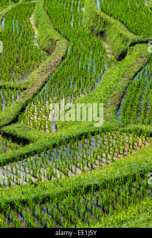 Terrazze di riso, Jatiluwih, Sito Patrimonio Mondiale dell'UNESCO, Bali, Indonesia, Asia sud-orientale, Asia Foto Stock