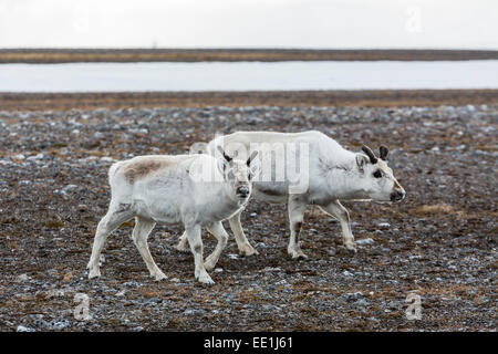 Renna delle Svalbard (Rangifer tarandus) sulla tundra in Varsolbukta, Bellsund, Spitsbergen, artiche, Norvegia, Scandinavia, Europa Foto Stock