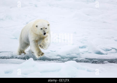 Adulto di orso polare (Ursus maritimus) saltando su filo interrotto nel primo anno mare di ghiaccio in stretto di Olga, vicino Edgeoya, Svalbard, Norvegia Foto Stock