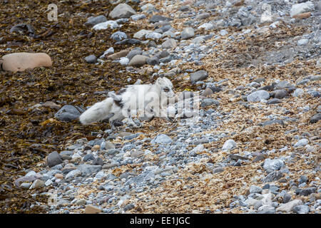 Adulto Arctic Fox (Vulpes vulpes lagopus) perda il suo cappotto invernale per il suo cappotto di estate, Gnalodden, Hornsund, Spitsbergen, Svalbard, Norvegia Foto Stock