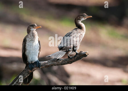 Bianco-breasted cormorano (Phalacrocorax lucidus), Chobe National Park, Botswana, Africa Foto Stock