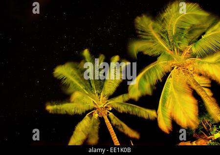 Stelle al di sopra di palme Isola Maurizio Foto Stock