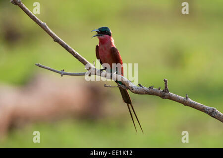 Southern carmine Gruccione (Merops nubicoides), Chobe National Park, Botswana, Africa Foto Stock