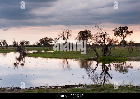 Khwai Area di concessione, Okavango Delta, Botswana, Africa Foto Stock