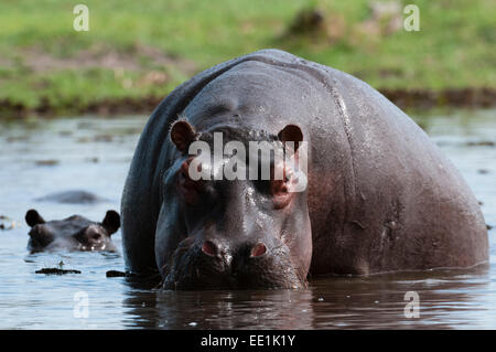 Ippopotamo (Hippopotamus amphibius), Khwai Area di concessione, Okavango Delta, Botswana, Africa Foto Stock