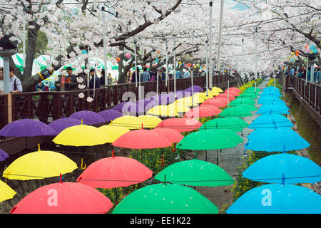La molla Cherry Blossom Festival, Jinhei, Corea del Sud, Asia Foto Stock