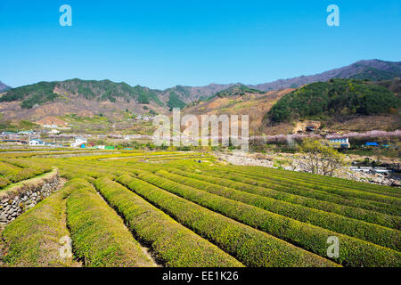 Primavera sbocciano i fiori e le piantagioni di tè, Jirisan National Park, Gyeongsangnam-do, Corea del Sud, Asia