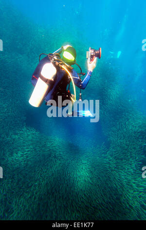Secca di sardine e scuba diver, Panagsama Beach, Moalboal, Cubu, Visayas, Filippine, Sud-est asiatico, in Asia Foto Stock