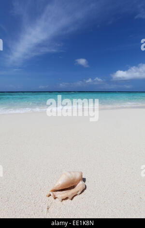 Un involucro lavato fino su una spiaggia deserta su un isola delle Maldive, Oceano Indiano, Asia Foto Stock