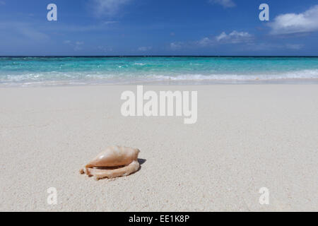 Un involucro lavato fino su una spiaggia deserta su un isola delle Maldive, Oceano Indiano, Asia Foto Stock