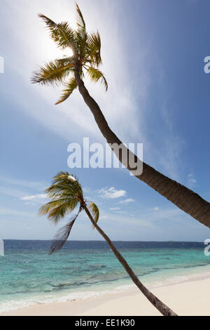 Due palme stagliano contro il cielo su una spiaggia deserta su un isola nel nord Huvadhu Atoll, Maldive Foto Stock